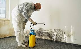 Best Attic Mold Removal  in Coats Bend, AL