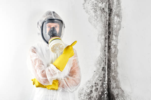 Best Emergency Mold Remediation  in Coats Bend, AL