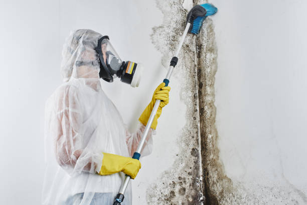 Best Mold Remediation for Rental Properties  in Coats Bend, AL