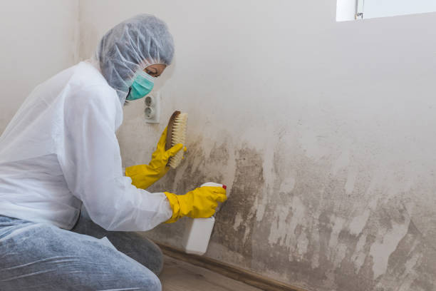 Best Mold Remediation for Healthcare Facilities  in Coats Bend, AL